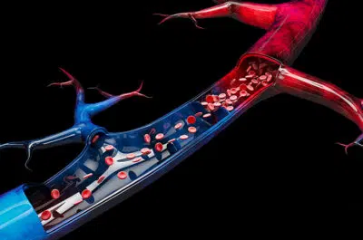 Illustration 3D de veines et globules rouges – insuffisance veineuse | IK Kiné et Balnéo Paris